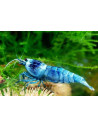 Caridina cf. cantonensis "Blue bolt"