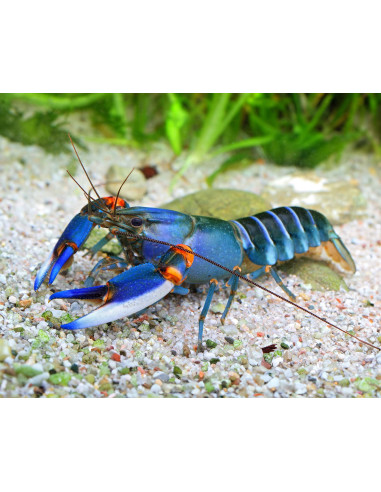 Cherax alciae ("Blue Kong") 6-8 cm