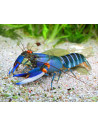 Cherax alciae ("Blue Kong") 6-8 cm
