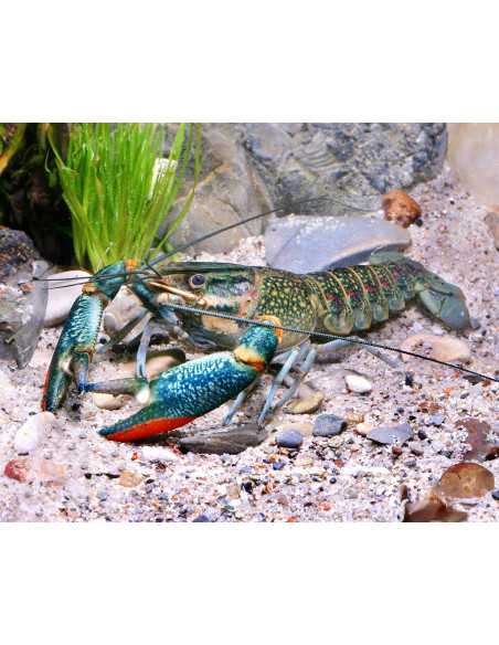 Cherax quadricarinatus