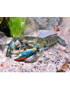 Cherax quadricarinatus