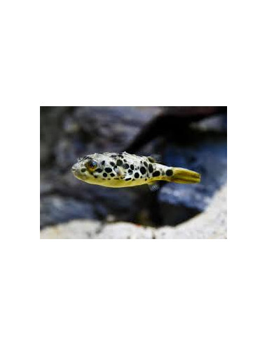 Tetraodon schoutedeni (élevage)