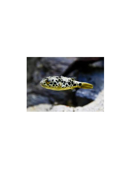 Tetraodon schoutedeni (élevage)
