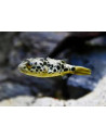 Tetraodon schoutedeni (élevage)