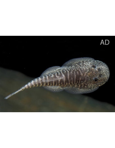 Gastromyzon ctenocephalus
