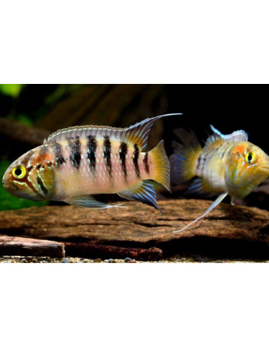 The nannacara is 4-5 cm long.