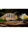 Nannacara adoketa 4-5cm