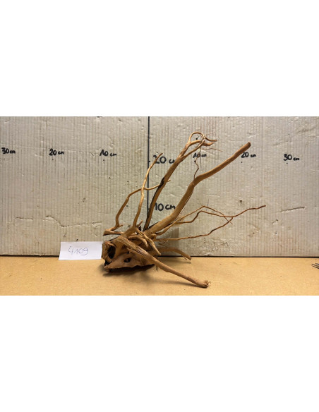 Racine Spiderwood S 21-30 CM  4109