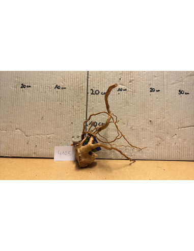 Racine Spiderwood S 21-30 CM  4105