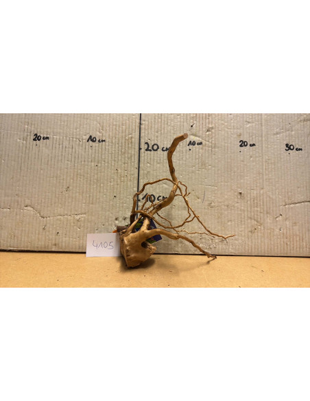 Racine Spiderwood S 21-30 CM  4105