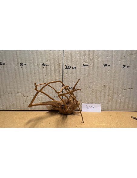 Racine Spiderwood S 21-30 CM  4108