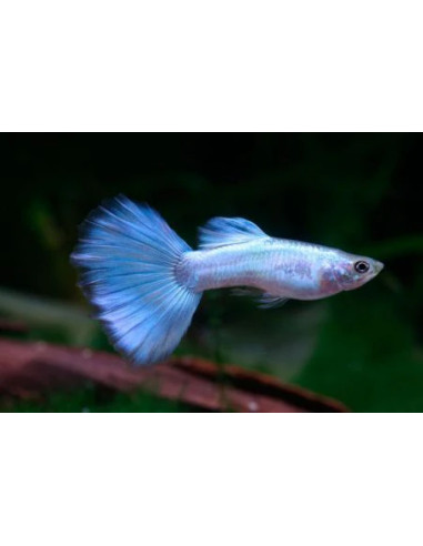Poecilia Reticulatus Metallic Blue Neon (M) 3,5-4cm