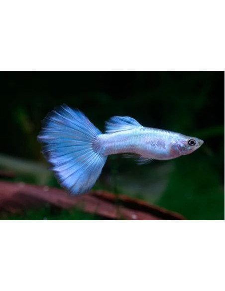 Poecilia Reticulatus Metallic Blue Neon (M) 3,5-4cm