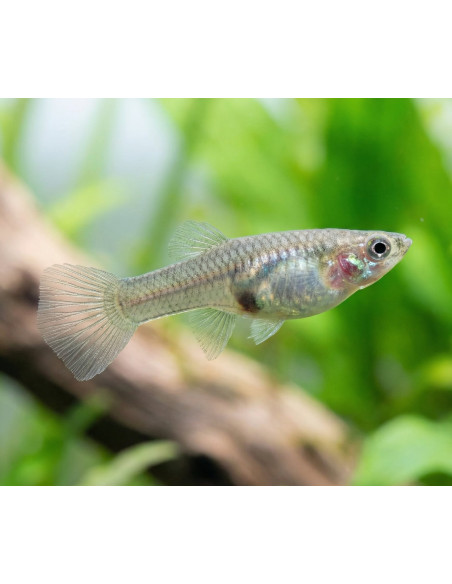 Guppy Endler Female 2-2,5cm
