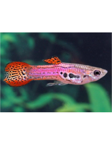 guppy male red endler 2.5-2.7cm