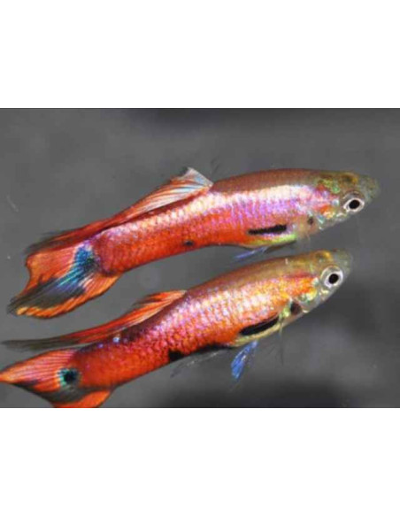 guppy male endler magenta 2.5-2.7cm