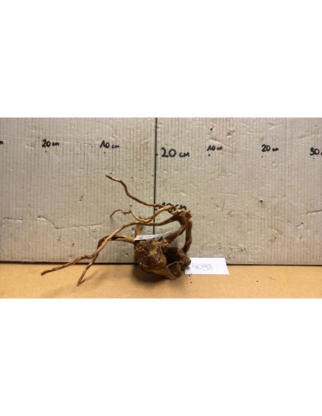 Racine Spiderwood S 21-30 CM  4098