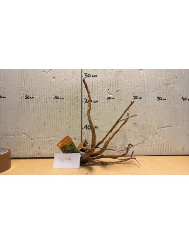 Racine Spiderwood S 21-30 CM  4097