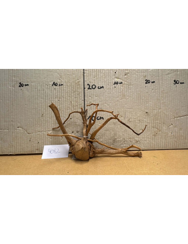 Racine Spiderwood S 21-30 CM  4082