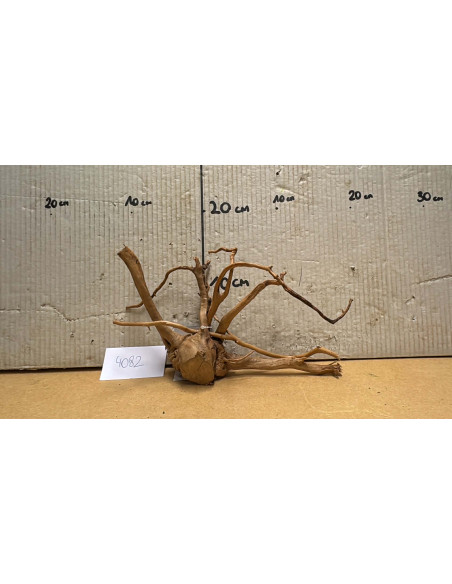 Racine Spiderwood S 21-30 CM  4082