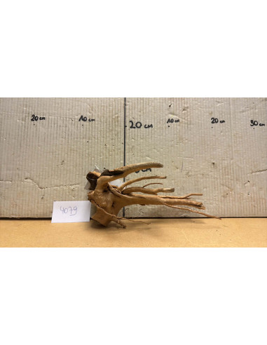 Racine Spiderwood S 21-30 CM  4079
