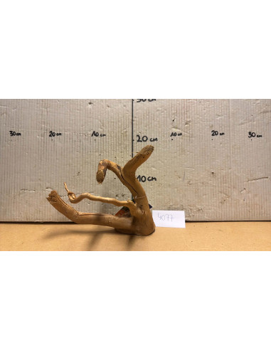 Racine Spiderwood S 21-30 CM  4077