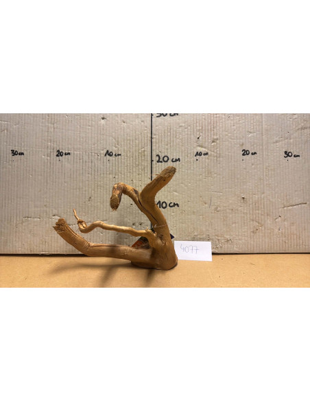 Racine Spiderwood S 21-30 CM  4077