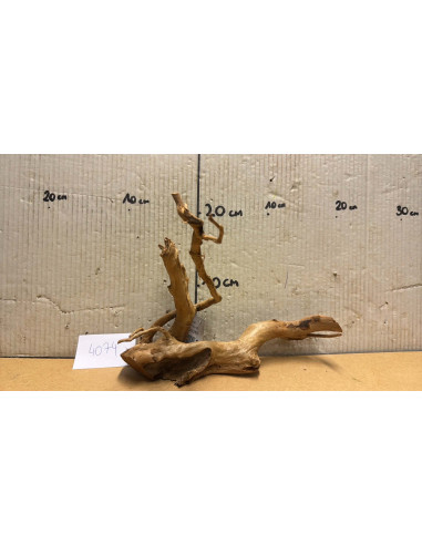 Racine Spiderwood S 21-30 CM  4074