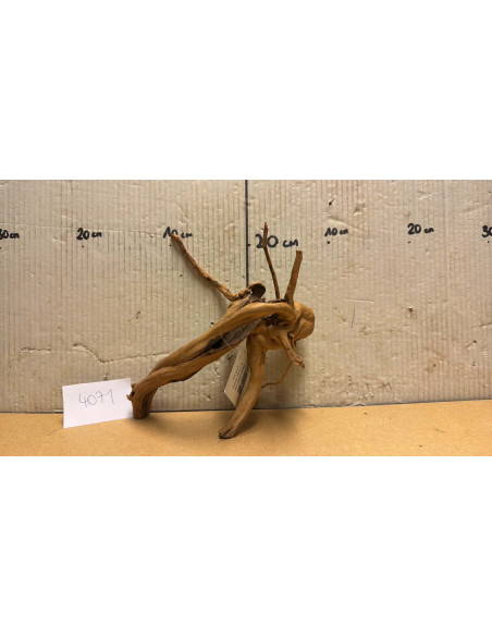 Racine Spiderwood S 21-30 CM  4071