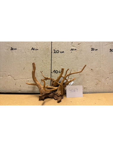 Racine Spiderwood S 21-30 CM  4067
