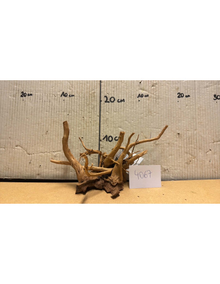 Racine Spiderwood S 21-30 CM  4067