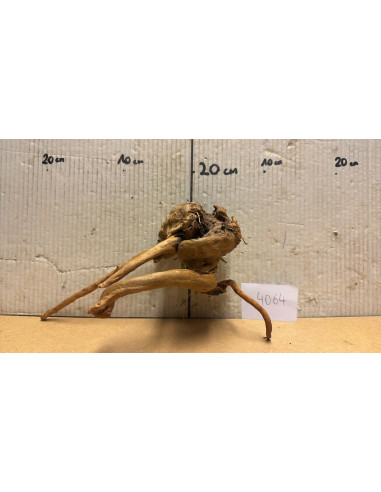 Racine Spiderwood S 21-30 CM  4064