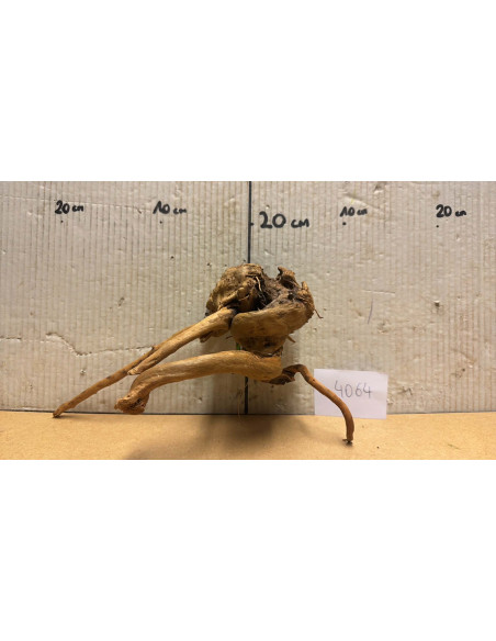 Racine Spiderwood S 21-30 CM  4064