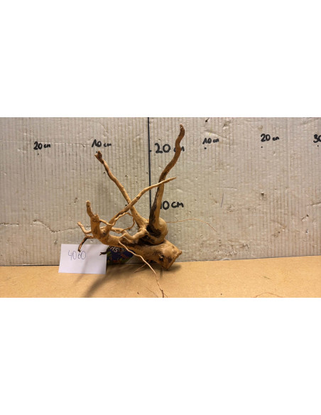 Racine Spiderwood S 21-30 CM  4060