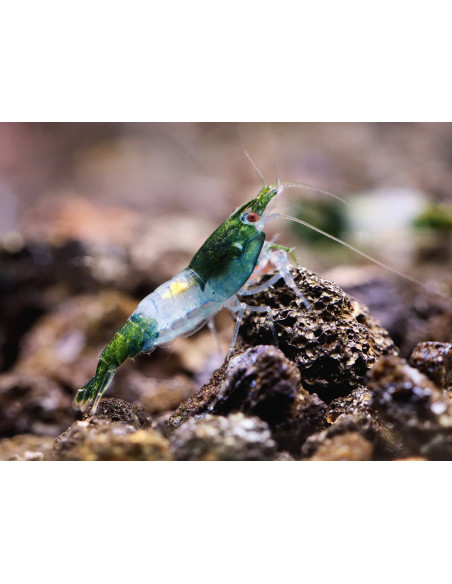 Crevette Green Rili (Neocaridina heteropoda "Green Rili") 1-1,5cm