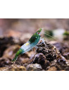 Crevette Green Rili (Neocaridina heteropoda "Green Rili") 1-1,5cm