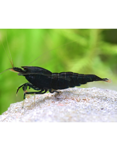 Neocaridina Black King Kong