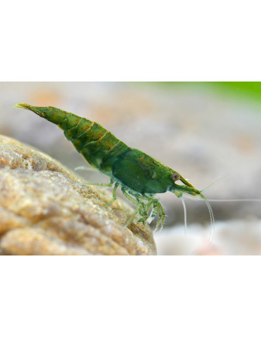 Crevette Green Jade (Neocaridina davidi var. Green Jade) 1-1,5cm