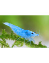 Neocaridina Blue Jelly