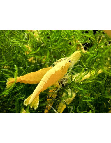 Neocaridina Golden TOP