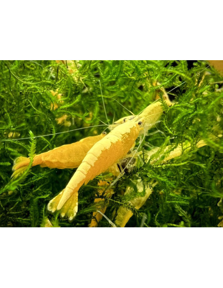Neocaridina Golden TOP