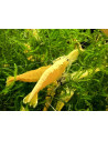 Neocaridina Golden TOP