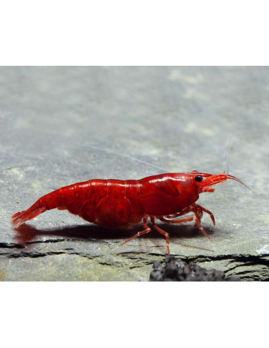 Crevette Bloody Mary (Neocaridina davidi "Bloody Mary") 1-1,5cm