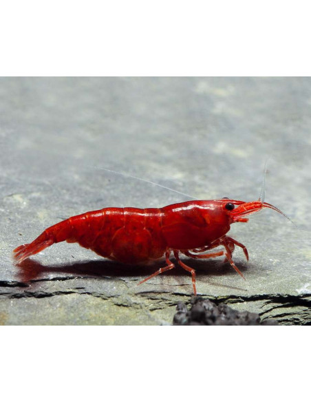 Crevette Bloody Mary (Neocaridina davidi "Bloody Mary") 1-1,5cm