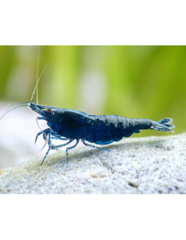Neocaridina Blue Sapphire