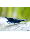 Neocaridina Blue Sapphire