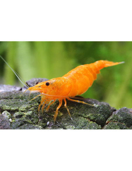 Neocaridina Orange Bloody