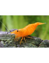 Neocaridina Orange Bloody