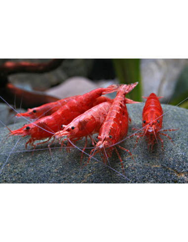 Crevette naine Red Sakura (Neocaridina sp. Red Sakura) 1,2-1,5cm