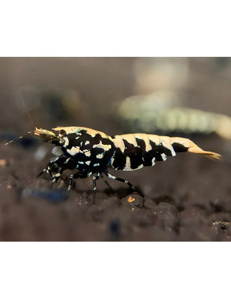 Crevette Black Pinto (Caridina sp. cf. cantonensis "Black Pinto")